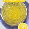 Lemon Sugar Cookie Gel Wax Melt • 5.7 oz